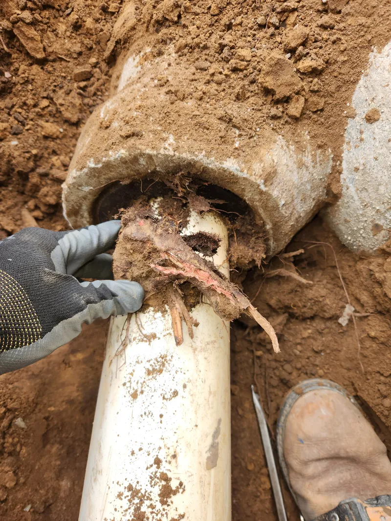 Dense tree root mass pulled from cracked clay sewer pipe joint